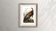 Load image into Gallery viewer, Wild Turkey Print by John Audubon