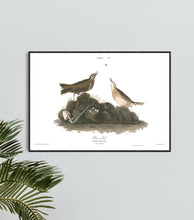 Load image into Gallery viewer, Brown Lark Print by John Audubon