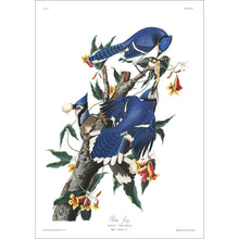 Load image into Gallery viewer, Blue Jay Print by John Audubon