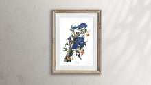 Load image into Gallery viewer, Blue Jay Print by John Audubon