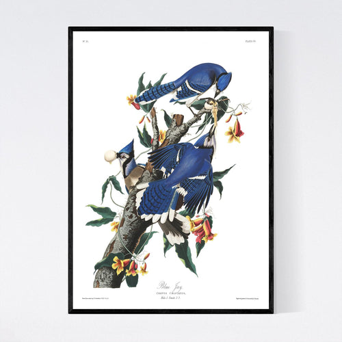 Blue Jay Print by John Audubon