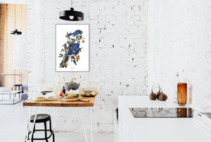 Blue Jay Print by John Audubon