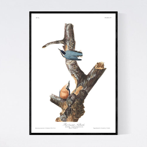 Red-Breasted Nuthatch Print by John Audubon