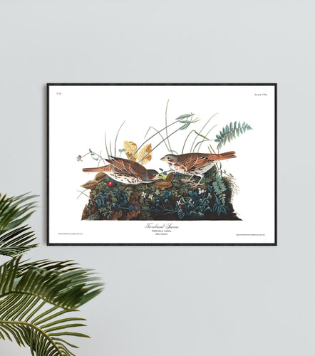 Fox-Coloured Sparrow Print by John Audubon