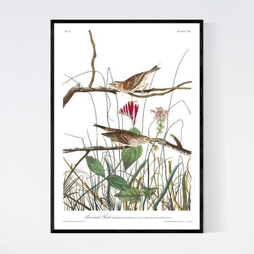 Savannah Finch Print by John Audubon