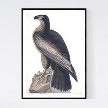 Load image into Gallery viewer, Bird of Washington Print by John Audubon