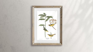 Hooded Warbler Print by John Audubon