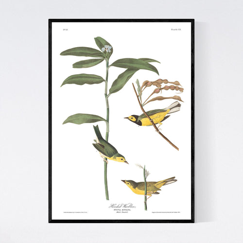 Hooded Warbler Print by John Audubon