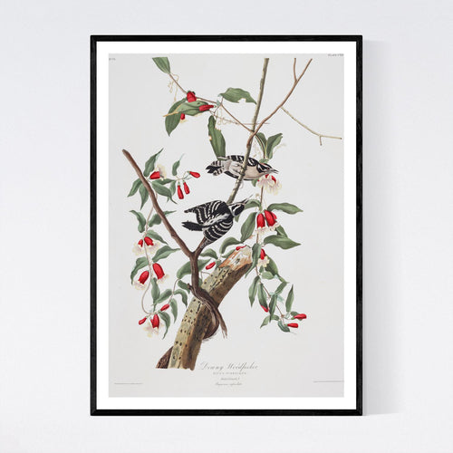 Downy Woodpecker Print by John Audubon