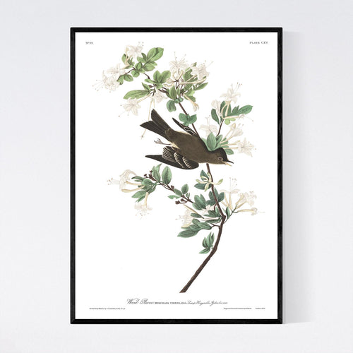 Wood Pewee Print by John Audubon