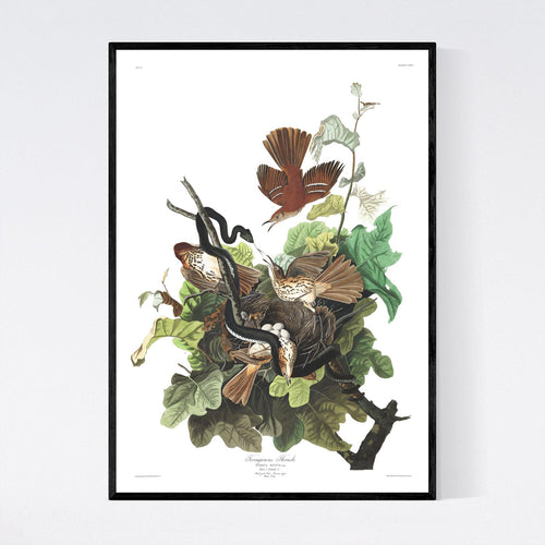 Ferruginous Thrush Print by John Audubon