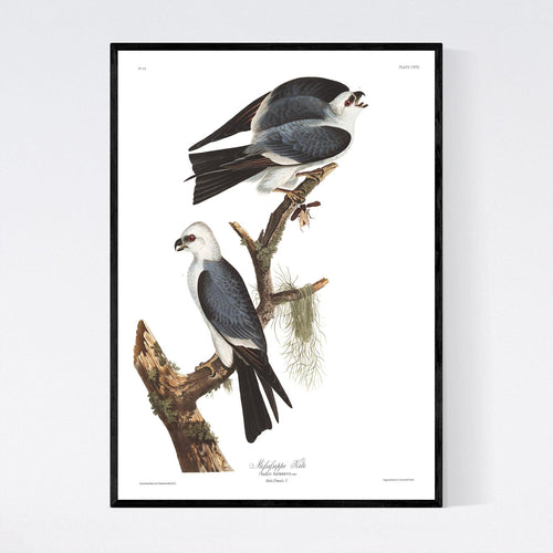 Mississippi Kite Print by John Audubon