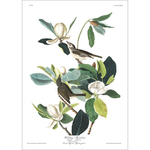 Warbling Flycatcher Print by John Audubon