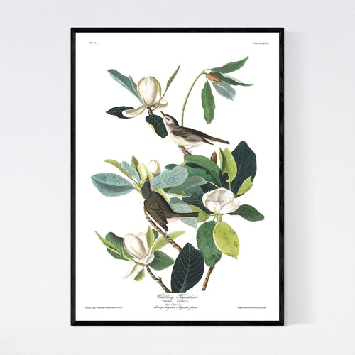 Warbling Flycatcher Print by John Audubon