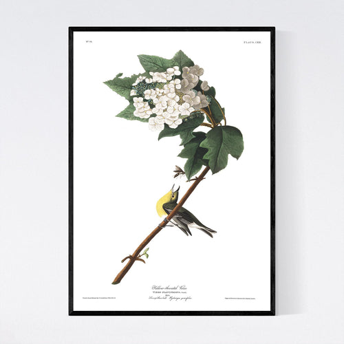 Yellow-Throated Viero Print by John Audubon