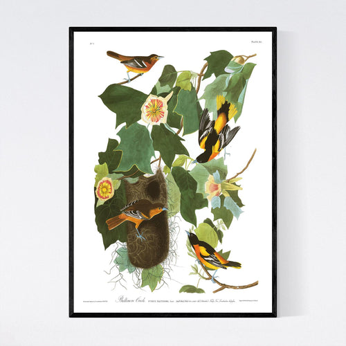 Baltimore Oriole Print by John Audubon