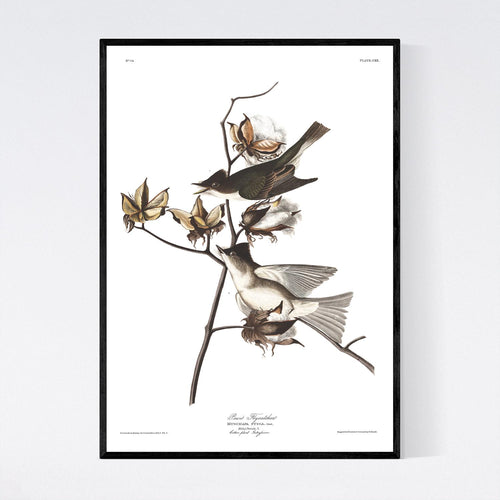 Pewit Flycatcher Print by John Audubon