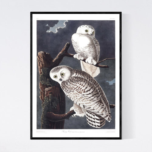 Snowy Owl Print by John Audubon