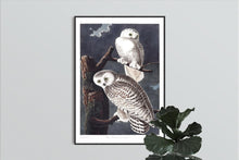 Load image into Gallery viewer, Snowy Owl Print by John Audubon