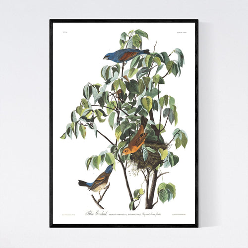 Blue Grosbeak Print by John Audubon