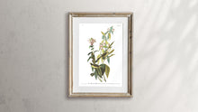 Load image into Gallery viewer, Green Black-Capt Flycatcher Print by John Audubon