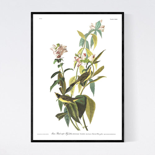 Green Black-Capt Flycatcher Print by John Audubon