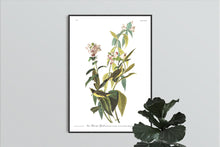 Load image into Gallery viewer, Green Black-Capt Flycatcher Print by John Audubon