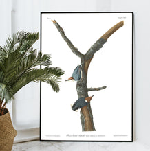 Load image into Gallery viewer, Brown-Headed Nuthatch Print by John Audubon