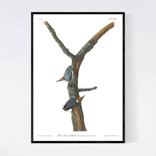 Brown-Headed Nuthatch Print by John Audubon