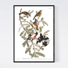 Load image into Gallery viewer, Rose-Breasted Grosbeak Print by John Audubon