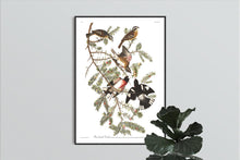 Load image into Gallery viewer, Rose-Breasted Grosbeak Print by John Audubon