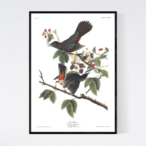 Cat Bird Print by John Audubon