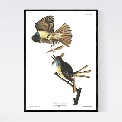 Great Creasted Flycatcher Print by John Audubon