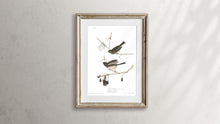 Load image into Gallery viewer, Snow Bird Print by John Audubon