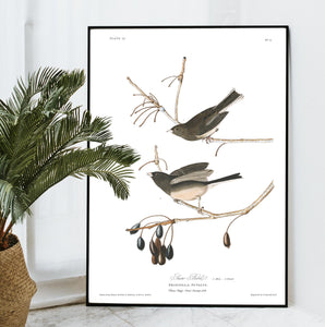 Snow Bird Print by John Audubon