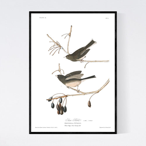 Snow Bird Print by John Audubon