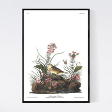 Load image into Gallery viewer, Yellow-Winged Sparrow Print by John Audubon