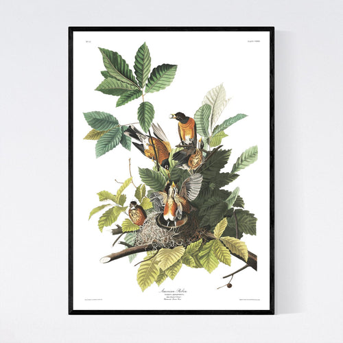 American Robin Print by John Audubon