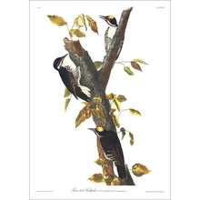 Load image into Gallery viewer, Three-Toed Woodpecker Print by John Audubon