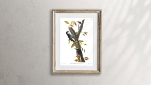 Three-Toed Woodpecker Print by John Audubon