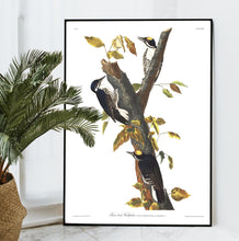 Load image into Gallery viewer, Three-Toed Woodpecker Print by John Audubon