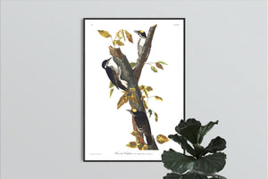 Three-Toed Woodpecker Print by John Audubon