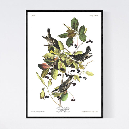 Black-Poll Warbler Print by John Audubon