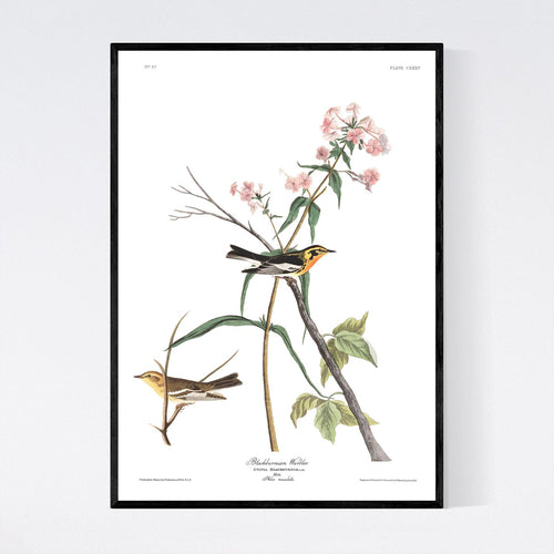 Blackburnian Warbler Print by John Audubon