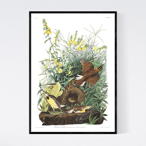 Meadow Lark Print by John Audubon