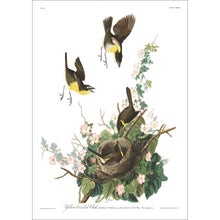 Load image into Gallery viewer, Yellow-Breasted Chat Print by John Audubon