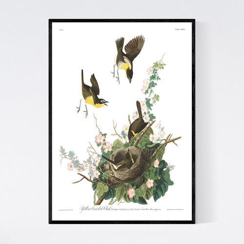 Yellow-Breasted Chat Print by John Audubon