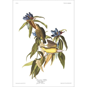 Conneticut Warbler Print by John Audubon