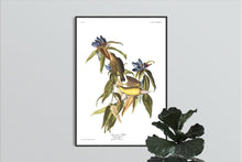 Load image into Gallery viewer, Conneticut Warbler Print by John Audubon