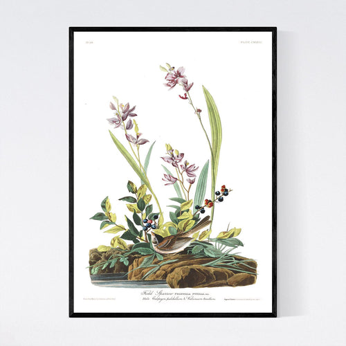 Field Sparrow Print by John Audubon